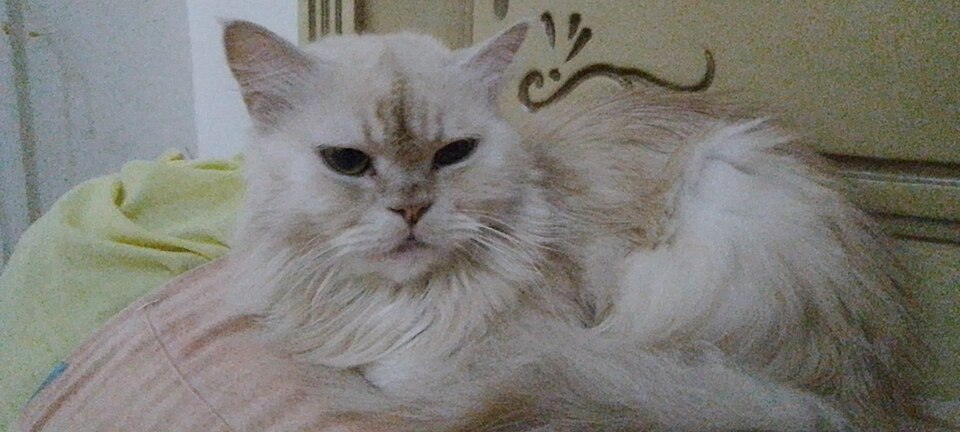 A real bicolour Persian cat with colour plus white patching.