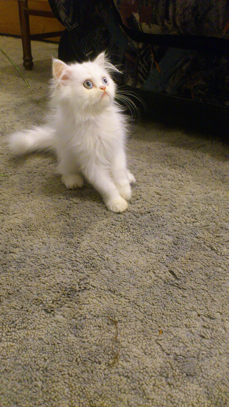 A real long-haired white Persian kitten with odd eyes — one blue, one gold.
