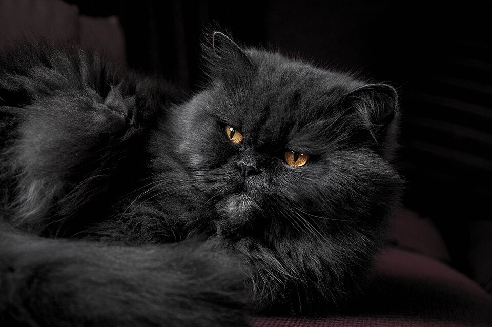 A real solid black Persian cat, one flat colour from nose to tail.