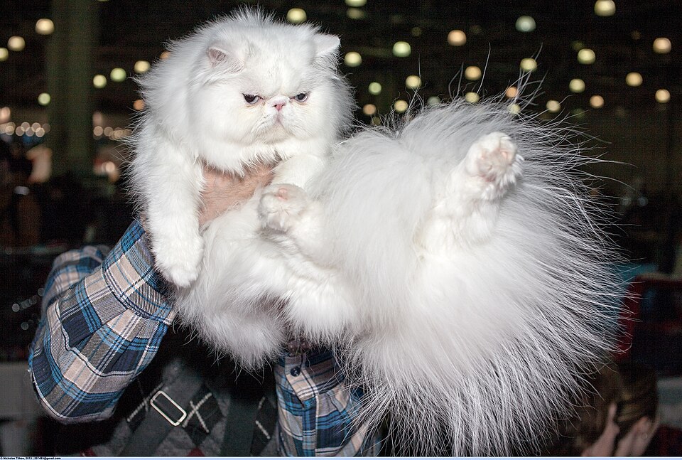 A real blue-eyed white Persian show cat, showing correct extreme CFA type: flat face, short snub nose, small round ears, and a full standing coat.